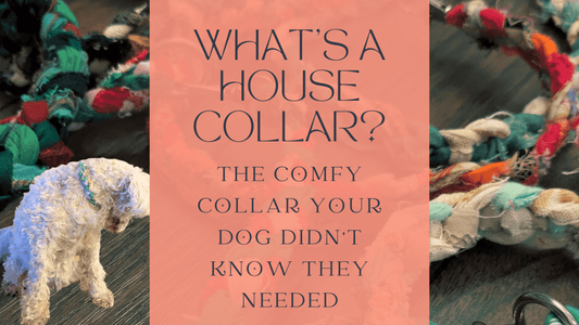 What's a House Collar? The Comfy Collar Your Dog Didn't Know They Needed - Fetch & Fettle