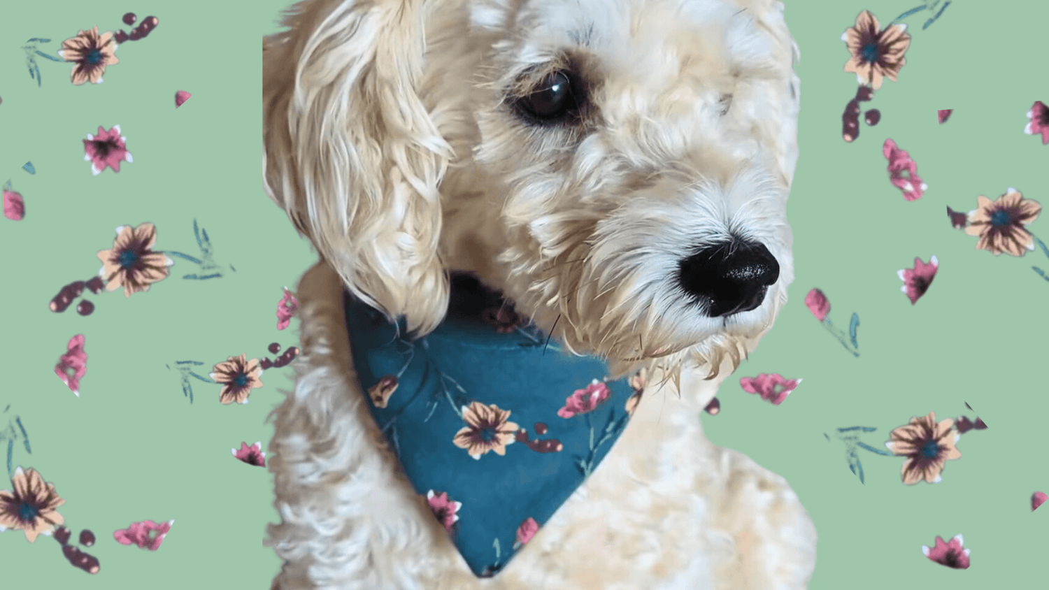 Upcycled eco dog collars, leads, bandanas & more for medium dogs UK – Fetch & Fettle