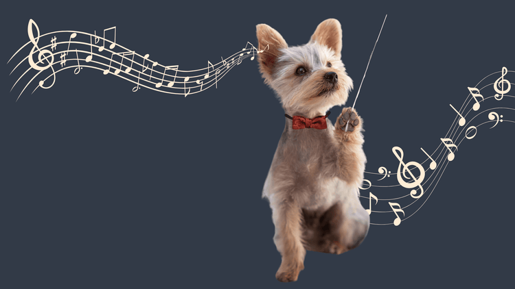 “Handmade eco dog collars, bandanas, leads & accessories for teacup dogs UK – Fetch & Fettle