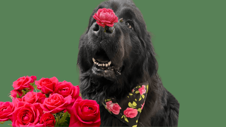 Sustainable handmade dog collars, leads, bandanas & accessories for XL dogs UK – Fetch & Fettle