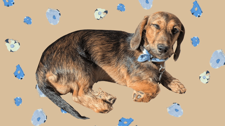 Sustainable handmade dog collars, leashes, bandanas & accessories for small dogs UK – Fetch & Fettle