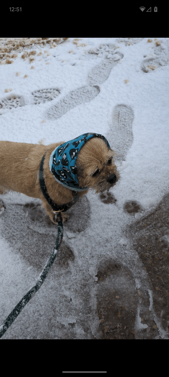 Custom Upcycled Dog Snood - Fetch & Fettle