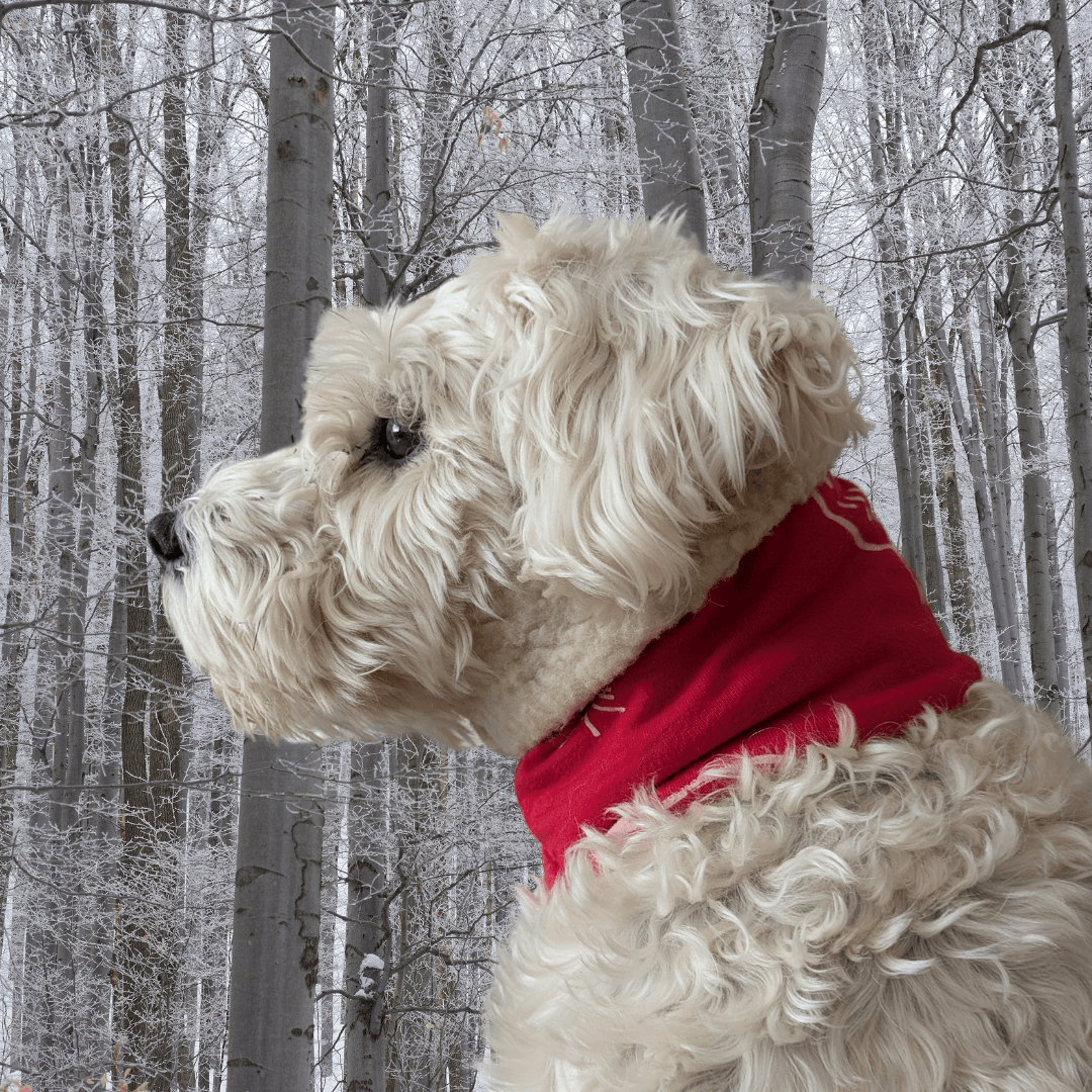 Custom Upcycled Dog Snood - Fetch & Fettle