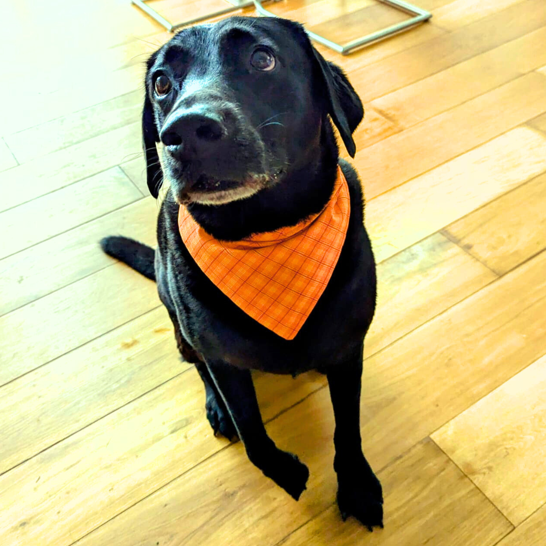 Orange Dog Bandana - M