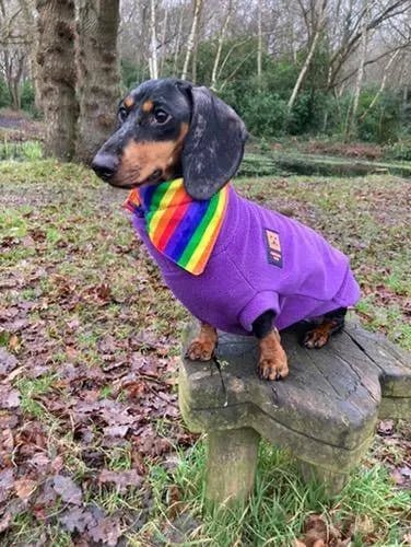 Rainbow Dog Bandana - L - Fetch & Fettle