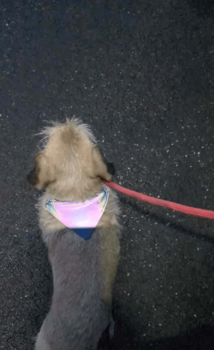 Waterproof Reflective Dog Bandana - Fetch & Fettle