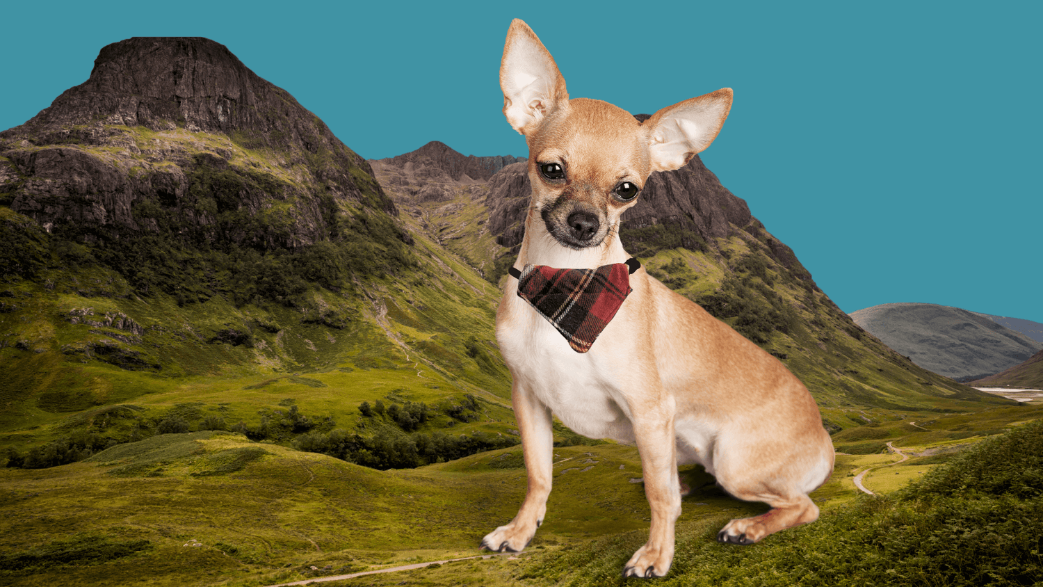 Eco-friendly upcycled dog collars, leads, bandanas & more for extra small dogs. Fetch & Fettle UK