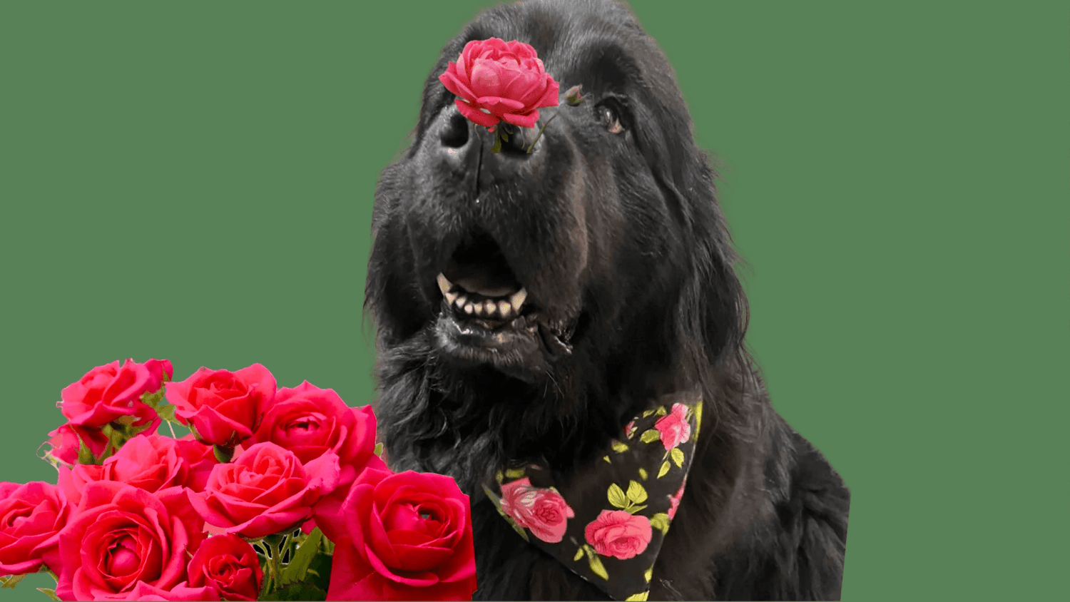 Sustainable handmade dog collars, leads, bandanas & accessories for XL dogs UK – Fetch & Fettle
