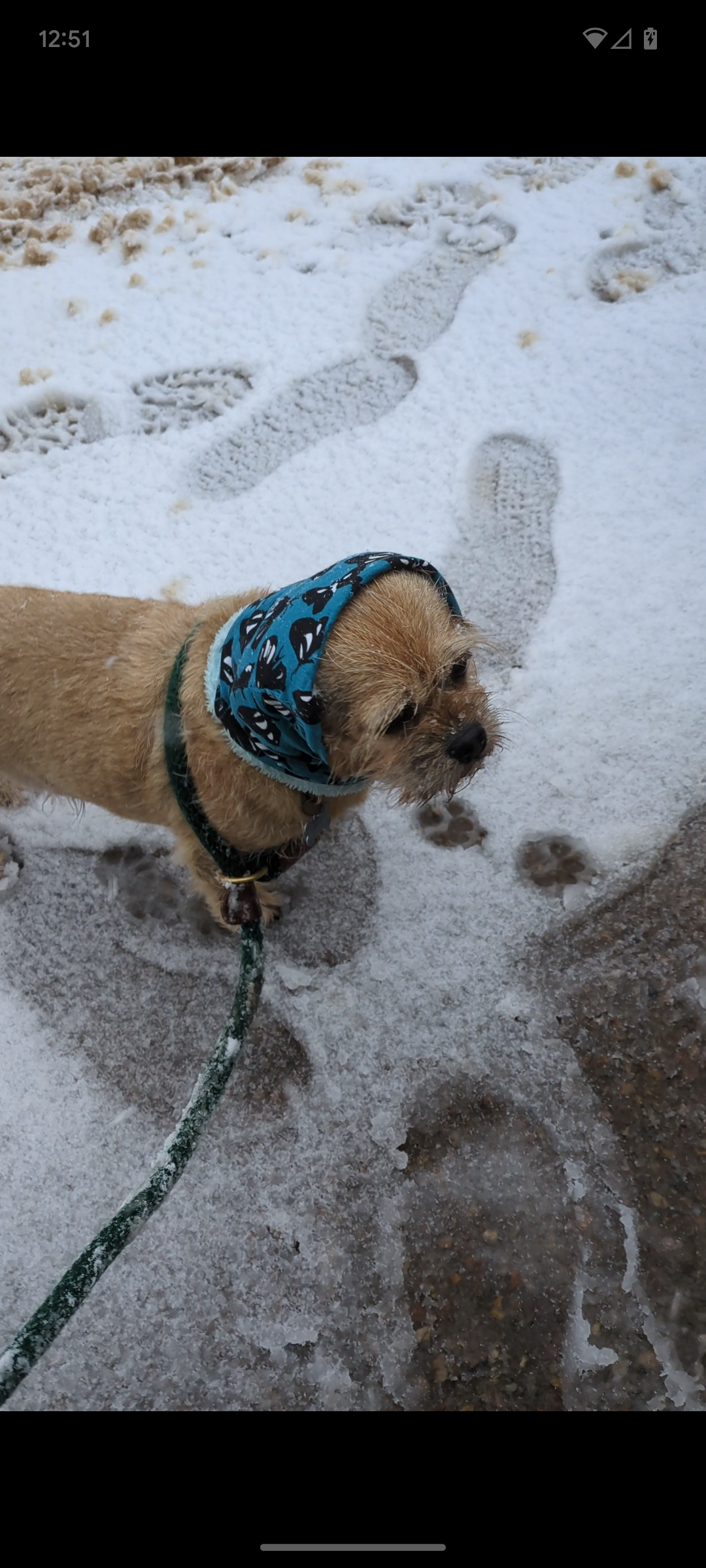 Custom Upcycled Dog Snood