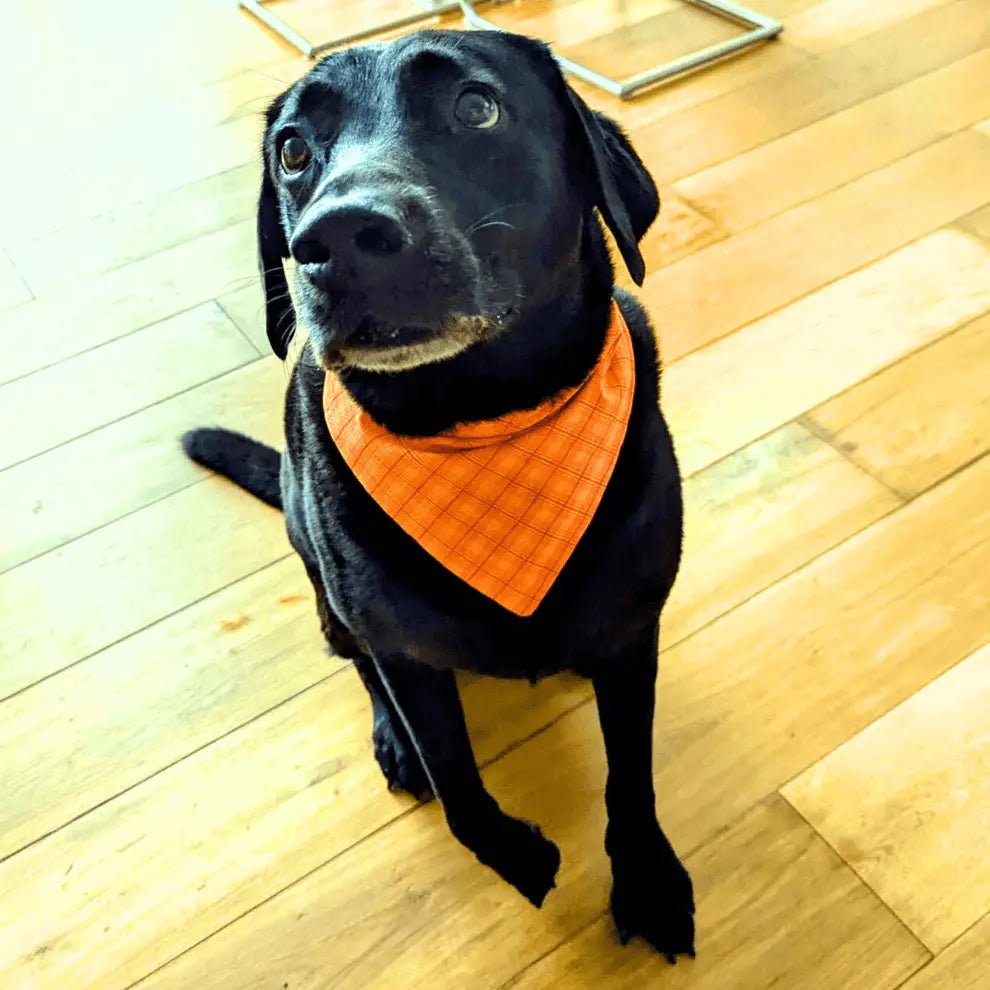 Orange Dog Bandana - L/XL - Fetch & Fettle