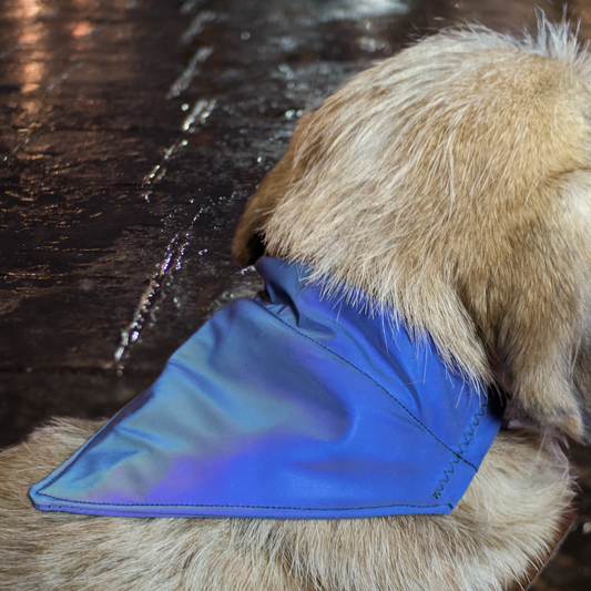 Waterproof reflective dog bandana from deadstock fabric, on a dog, showing purple and rainbow colours