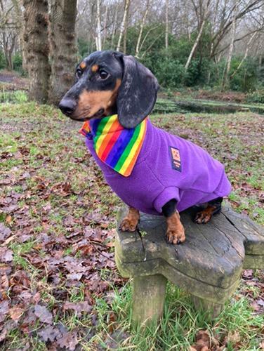 Rainbow Dog Bandana - S
