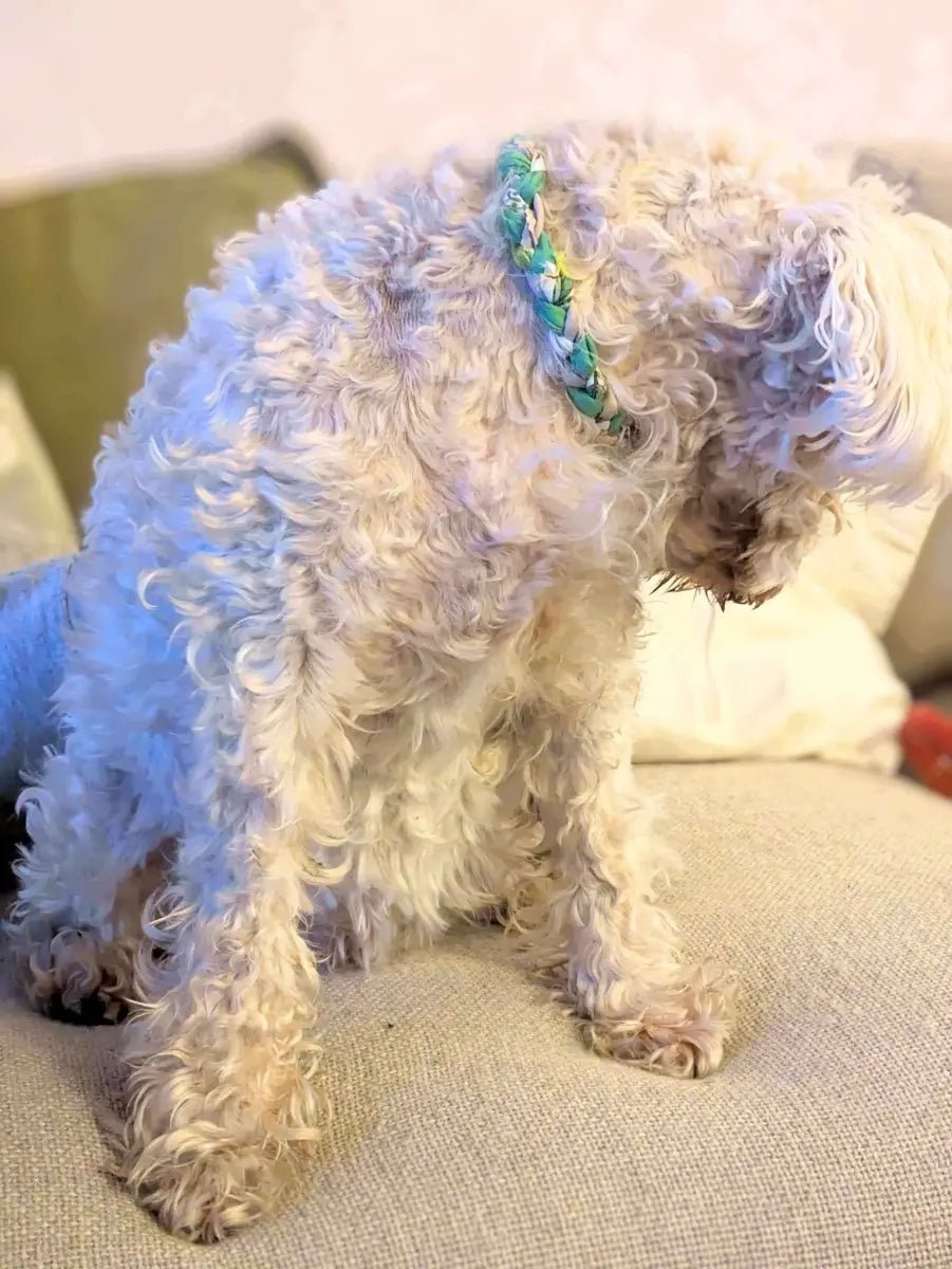 Rustic soft dog house collar - Medium - Fetch & Fettle